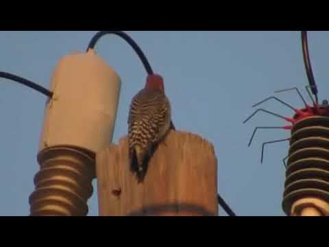 Bird got shocked by a high voltage electricity