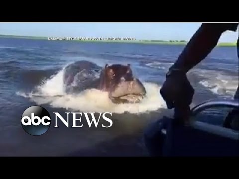 Hippo Chases Behind Speed Boat in Frightening Moment