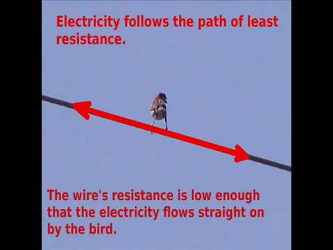 VIDEO: Birds on a Wire – Electricity: Facts ands Myths