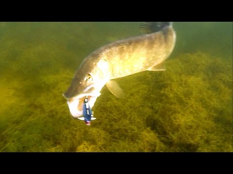 VIDEO: Cool: best fish attacks underwater. Fishing lures for pike muskie zander perch. Рыбалка Атака щуки.