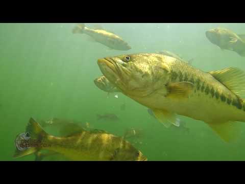 VIDEO: Craziest Underwater Bass Fishing Footage EVER! Whopper Plopper, Swimbait, Jerkbait, Fluke, Topwater