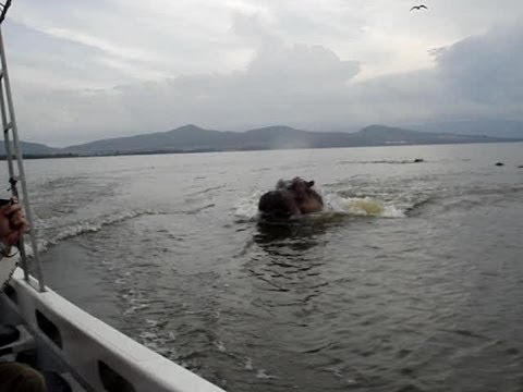 VIDEO: Hippo chasing boat! Scary! (ORIGINAL VIDEO)